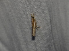 Fissicrambus quadrinotellus