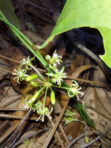 Earleaf greenbrier (Smilax auriculata)