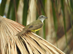 Sulphury Flycatcher photo 2
