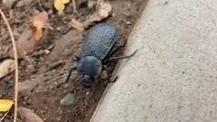 Stenomorpha marginata