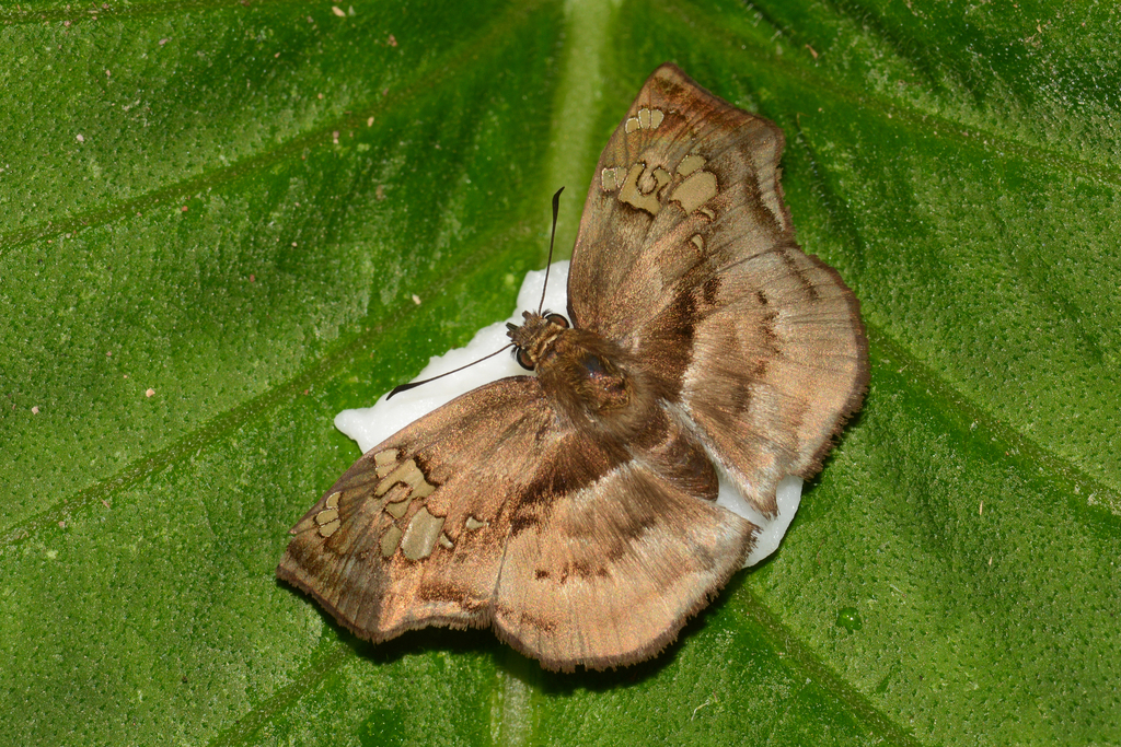 Quadrus truncata