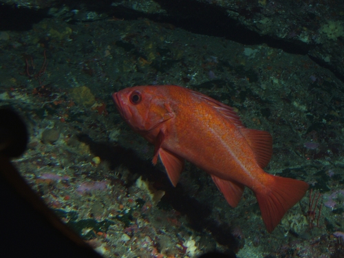 Vermilion Rockfish