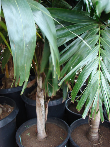 Joannis Palm (Veitchia joannis)