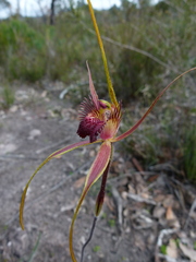 Caladenia pectinata