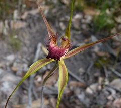 Caladenia pectinata