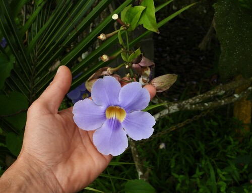 Thunbergia laurifolia image