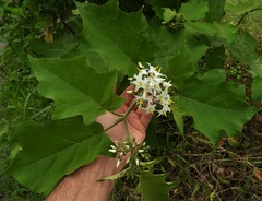 Solanum torvum image