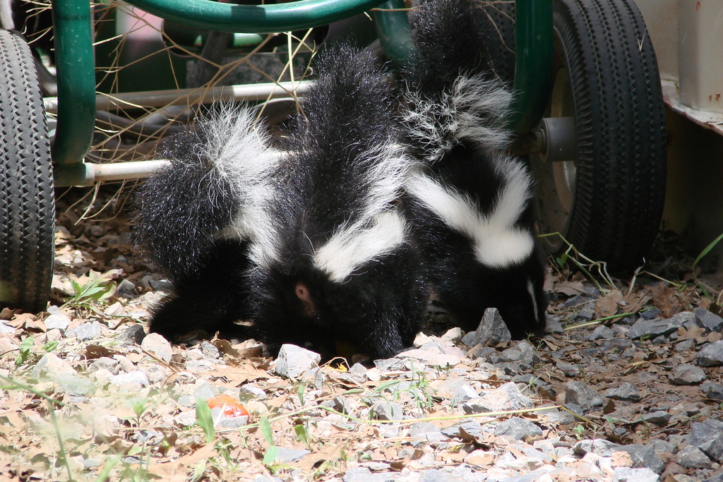 Striped Skunk from University, Salt Lake City, UT, USA on June 15, 2012