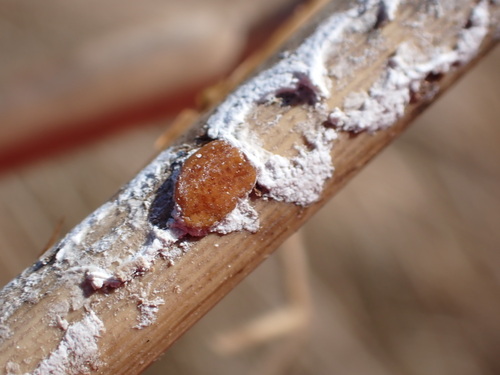 Roseau cane mealybug