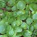 Marsh Pennywort - Photo (c) anonymous, some rights reserved (CC BY-SA)