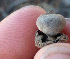Geastrum xerophilum