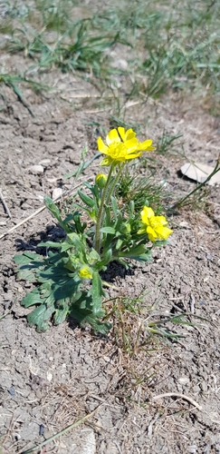 Ranunculus oxyspermus