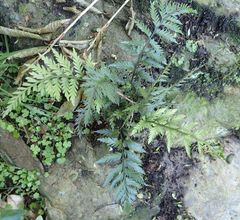 Asplenium appendiculatum