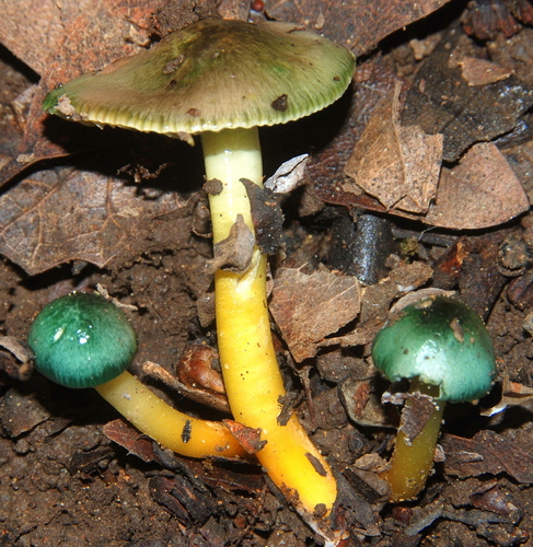 Parrot Mushroom