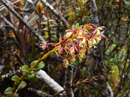 Epidendrum dactylodes Rchb.f. ex Hágsater