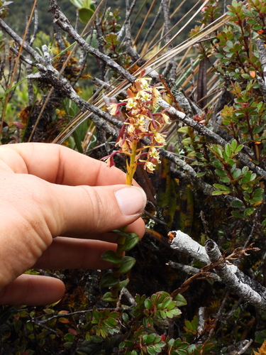 Epidendrum dactylodes Rchb.f. ex Hágsater 2
