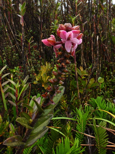 Epidendrum erikae Hágsater & E.Santiago
