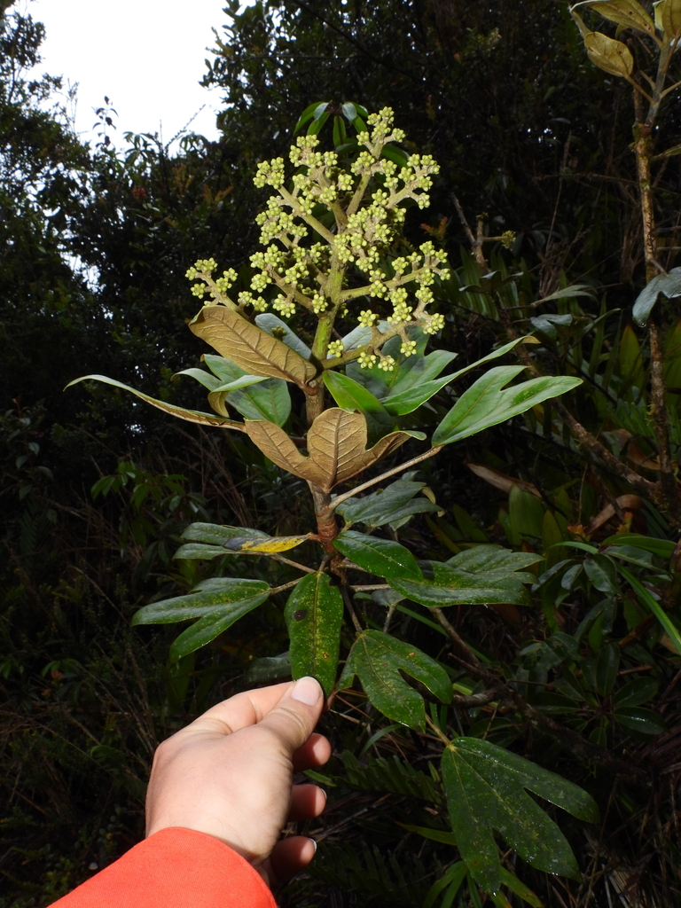 Oreopanax argentatus