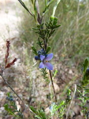Cyanothamnus coerulescens