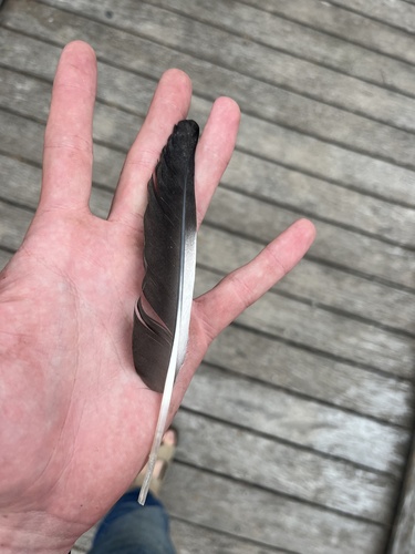 Plume de Dendrocygne à ventre noir