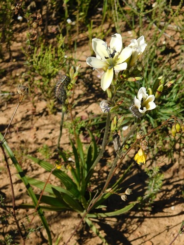 Babiana nervosa