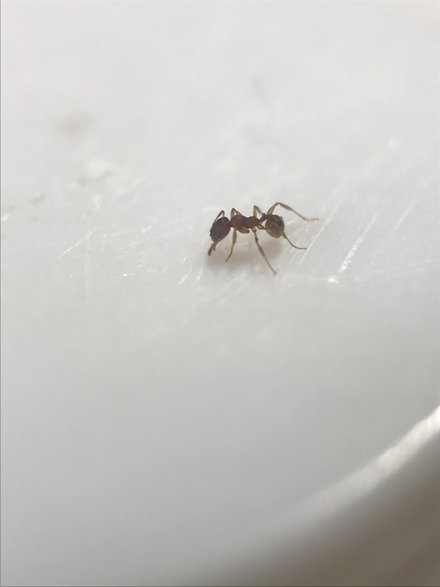 Pheidole carrolli