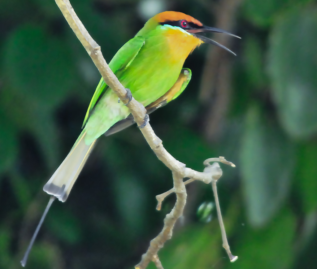 Böhm's Bee-eater from Chikwawa, Malawi on March 20, 2011 at 08:05 AM by ...