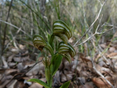 Pterostylis vittata