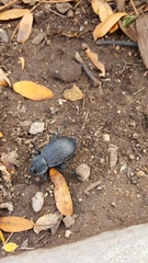 Stenomorpha marginata