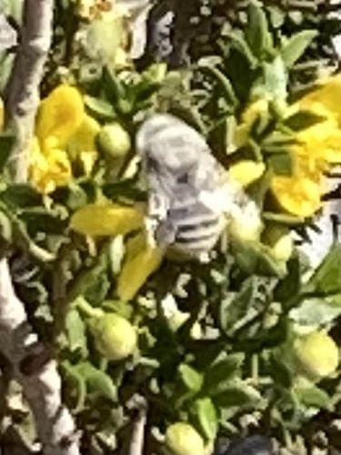 Pallid Habropoda photo 6