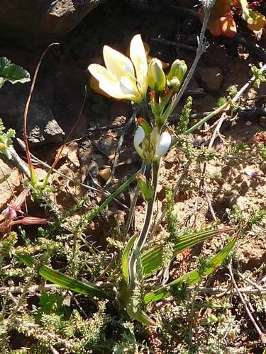 Babiana nervosa