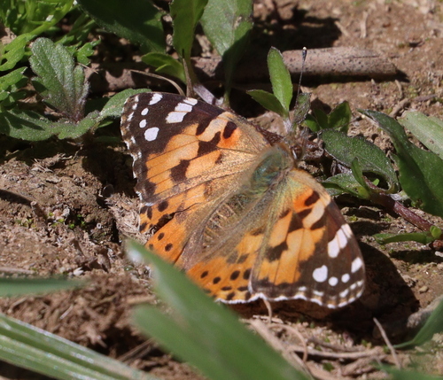 Painted Lady