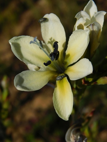 Babiana nervosa