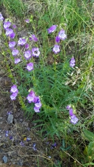 Penstemon campanulatus