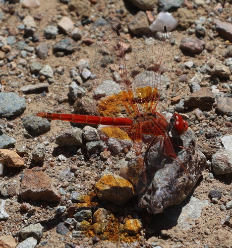 Orange-winged Dropwing