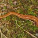 Wandering Broadhead Planarian - Photo (c) Jason M Crockwell, some rights reserved (CC BY-NC-ND), uploaded by Jason M Crockwell