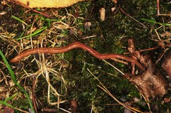 Bipalium adventitium