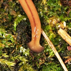 Bipalium adventitium