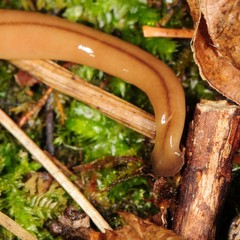 Bipalium adventitium