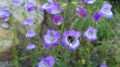 Penstemon campanulatus