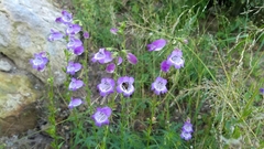Penstemon campanulatus