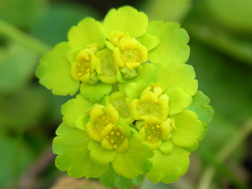 Alternate-leaved Golden Saxifrage