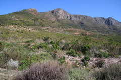 Aspalathus astroites