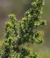 Aspalathus astroites