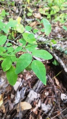 Lespedeza frutescens
