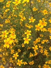 Bidens aurea