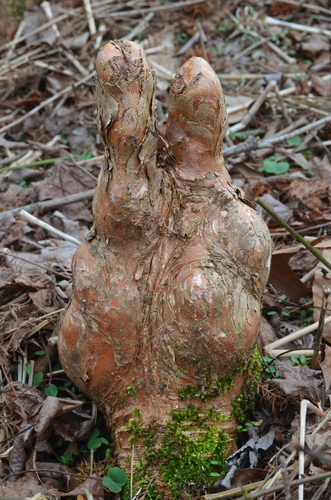 Taxodium distichum
