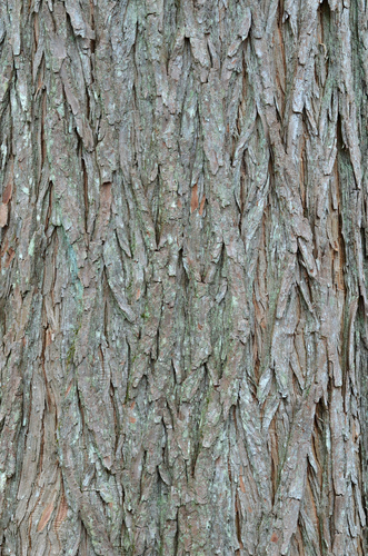 Taxodium distichum