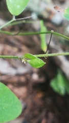 Lespedeza frutescens