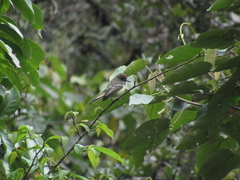 Myiarchus cephalotes cephalotes
